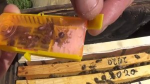 Подсадка матки карника F1.