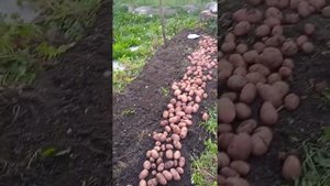 картофель Ред Скарлетт, сады на среднем Урале