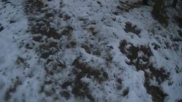 Ищем лосей и кабанов в лесу смотреть онлайн