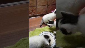 Как научить капризных  котят кушать