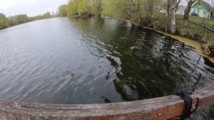 Ловлю щучек на TsuYoki Rival 56. Лебедь чуть не утопил утку