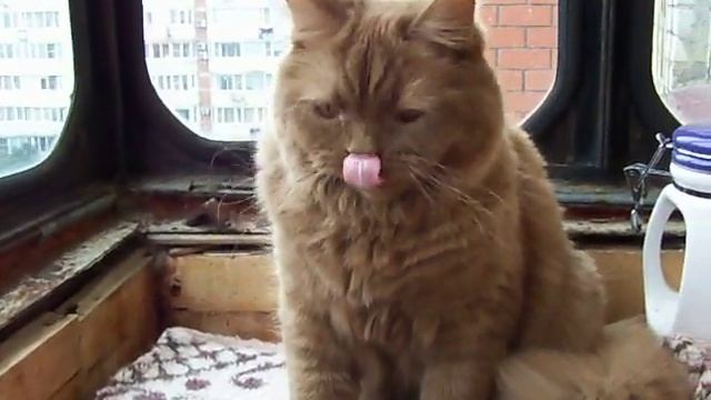 Rianne Reign of Fire BLH o - британская длинношерстная девочка окраса циннамон. смотреть онлайн