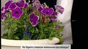 Советы ландшафтного дизайнера: украшаем балкон цветами