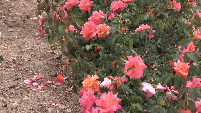 красивы сорта роз - ланг луст, ла вита котта, вижин,питомник роз полины козловой rozarium.biz смотреть онлайн