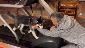 Сибирская хаски и беговая дорожка | Учим собаку бегать на беговой дороже