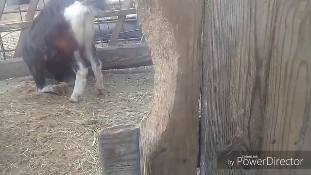 МОЙ ФОРМАТ Я НАШЁЛ ЕГО. Показываю бабушку. смотреть онлайн