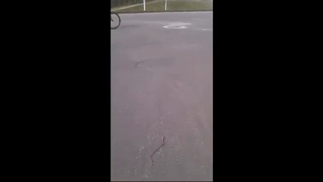 Катаюсь с горки на коляски/Diana cat смотреть онлайн