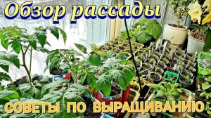Обзор всей рассады.Разных сроков посева.Удалось ли сократить Как ухаживаю, чтоб хорошо росла.