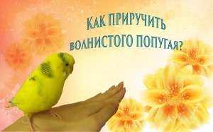 Как приручить волнистого попугая Приручение попугая в 6 этапов
