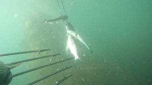 Подводная охота в Сочи от 20.08. 2022 г.