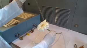 Как изменить цвет цветов_опыт