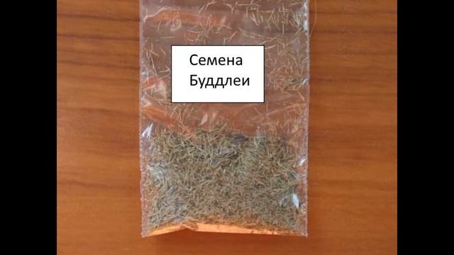 Будлея Давида. История сорта,размножение,характеристика.#будлея,#будлеяДавида,#сад. смотреть онлайн