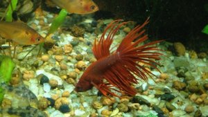 Петушок корона