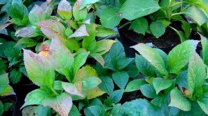 ПОДГОТОВКА ГОРТЕНЗИИ КРУПНОЛИСТНОЙ К ЗИМОВКЕ . ОБЗОР ЧЕРЕНКОВ . МЕТОД БЕБЕЛЯ .