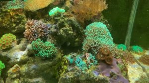 Не садите родактисы на основной риф в морском аквариуме.