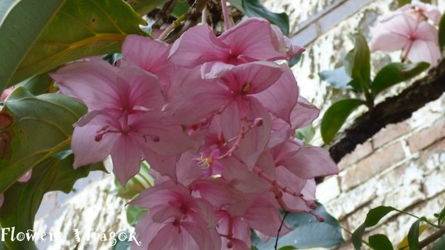 Medinilla magnifica Rose Grape,Showy Medinilla,Malaysian Orchid,Chandelier Tree.Medinilla dísznövén смотреть онлайн