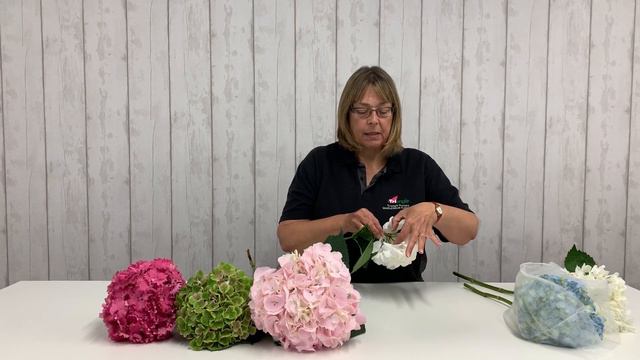 Introduction to Hydrangea- Wholesale Flowers UK and Academy ( Triangle Nursery) смотреть онлайн