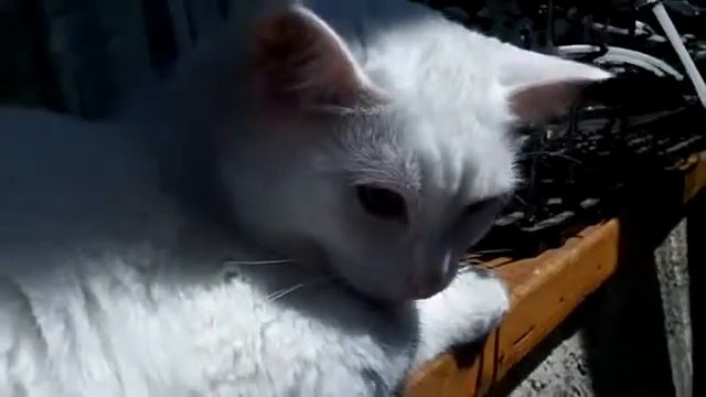 белая кошка Муся white cat Musi 001 смотреть онлайн