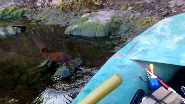 Наглая норка на Ангаре смотреть онлайн