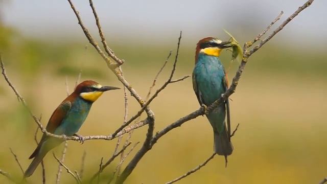 Щурка золотистая/Bee-eater смотреть онлайн