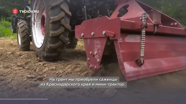 На Сахалине выращивают голубику смотреть онлайн