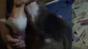 Снятие шкуры с соболя.