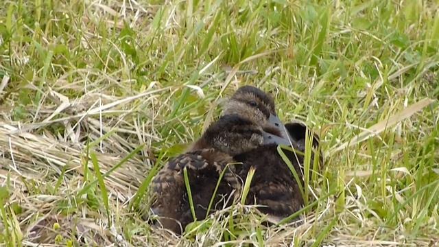 Псковские утятки. смотреть онлайн