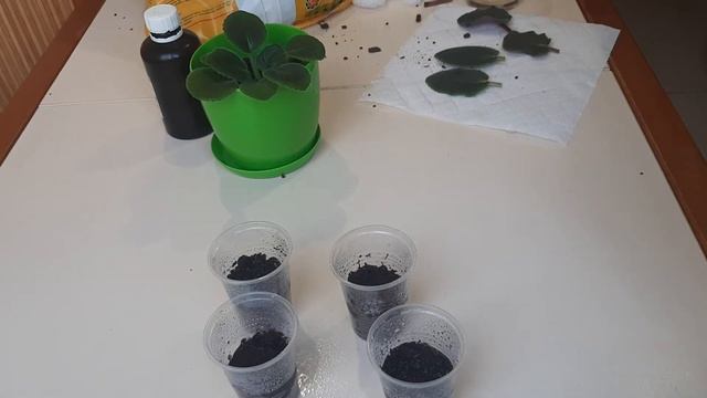 Как вырастить фиалку из листика. Укоренение и размножение фиалки.