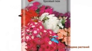 Флокс обыкновенный Красивый гном (krasivyy gnom) ? обзор: как сажать, семена флокса Красивый гном