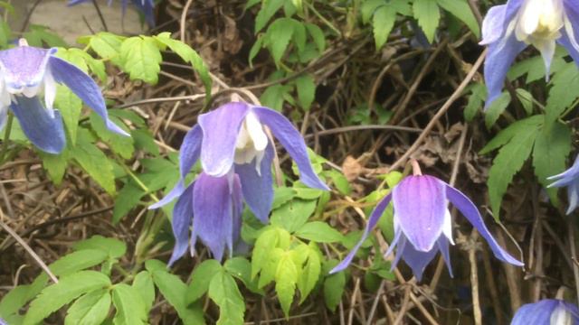Clématite alpina 'Francis Rivis' Les clochettes clairsemées смотреть онлайн