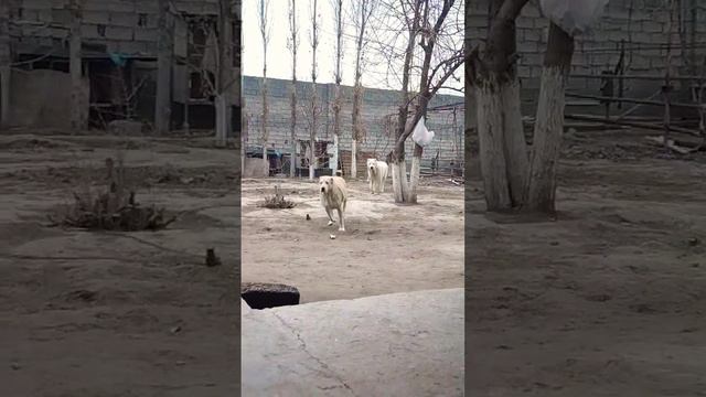 Алабай (САО) #doglover #alabai #sara #дрессировка #puppy #dogsvideo #dogs #trendingdogvideo #dog