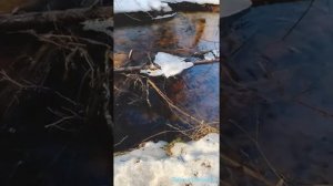 «Бедная птичка» духовный стих  (из репертуара Марины Юрьевны Крапостиной 1969-1999☦️??).