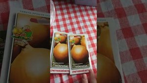 Как вырастить лук эксибишен в улитке. От зёрнышка до луковицы.