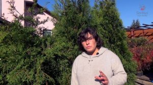 Самые капризные можжевельники. Или хит-парад наоборот!