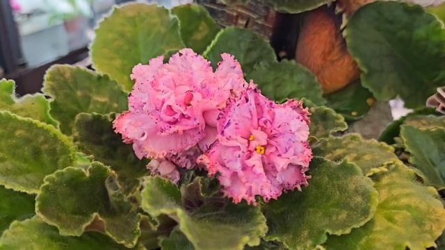 Обзор соптов селекции Тарасова Алексея.  21 ноября 2023 г. смотреть онлайн