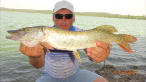 НА ЖИВЦА.СУДАК ЩУКА НА ЗАКИДУШКИ.Летом 2022.