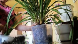 Пересадка цимбидиума.