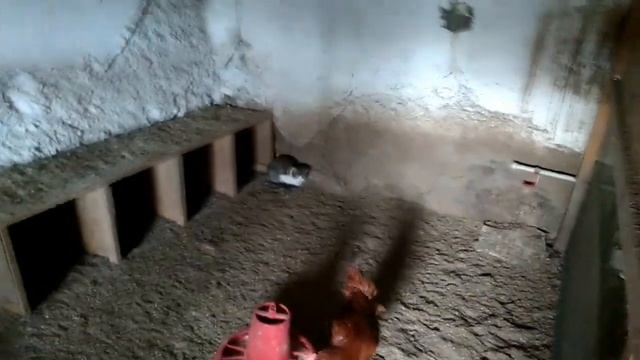 В гости к Уткам, курам, цесаркам смотреть онлайн