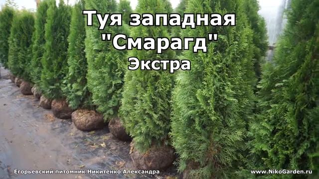 Егорьевский питомник Никитенко Александра. Осення акция на хвойники часть 2 смотреть онлайн