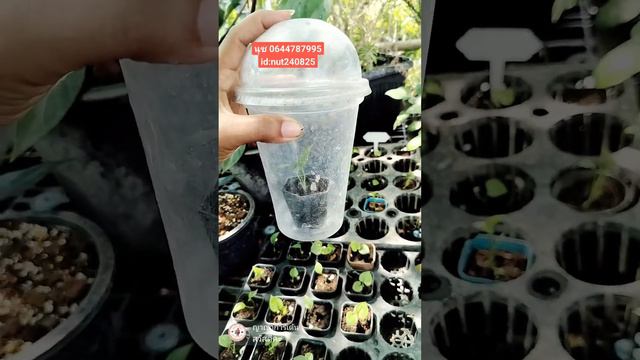 เเบ่งเบบี๋โชคเก้าชั้น และเสน่ห์จันทร์ประกายดาว นุช0644787995 id:nut240825 смотреть онлайн