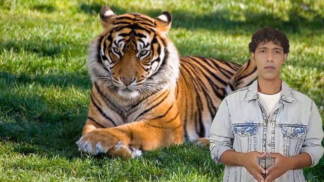 What A Tiger In Your Dream Means For You смотреть онлайн