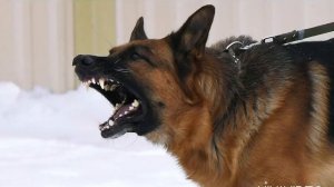 Как лает собака. Звуки собаки. Dog sound. Animal sounds. Sounds. Как гавкает собака.