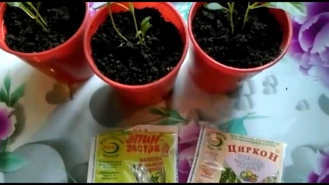 Рассада перца вытянулась.. Что делать?