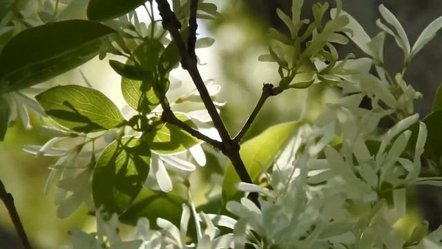 Редкое садовое растение с необычным цветением и приятным ароматом. Снежное дерево смотреть онлайн