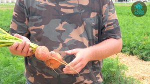 Свекла Болдор