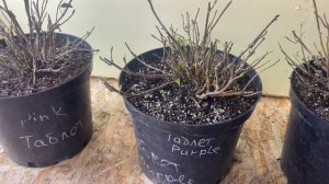 Крупнолистная гортензия «Таблетенсия»