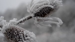 Чудесный зимний лес в формате 4К, спокойная музыка для отдыха, сна, йоги, медитации