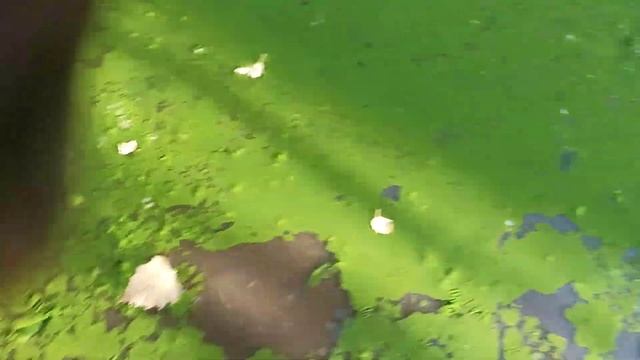 Иногда рыбалка сама тебя находит:) Опять наловил карасей в луже) смотреть онлайн