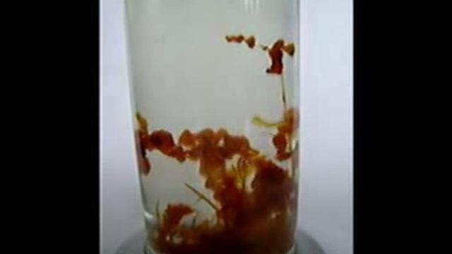 Рост химических водорослей хлорида железа смотреть онлайн