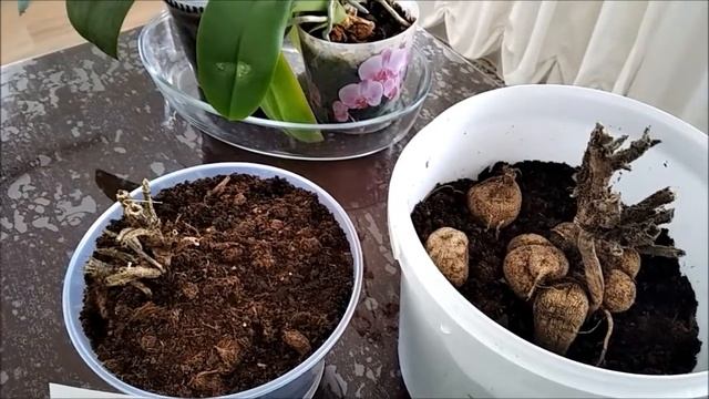 Георгины посадка!!!Для черенкования!!! смотреть онлайн